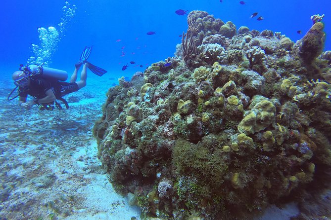 1 Tank Guided Shore Dive Including Equipment - One-Tank Shore Scuba: Why Beach Access Changes the Day