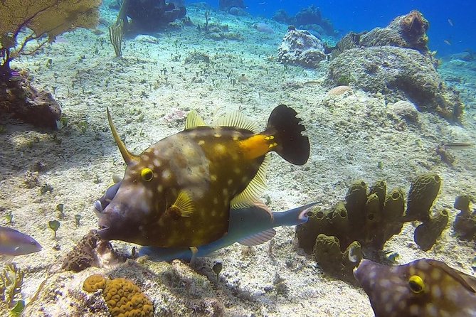 1 Tank Guided Shore Dive Including Equipment - PADI Divemaster Guidance: What “Expert” Looks Like