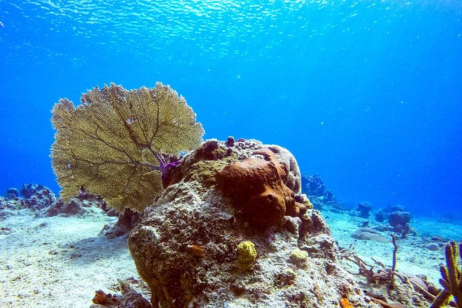 1 Tank Guided Shore Dive Including Equipment - Equipment Included: What You Can Leave at Home