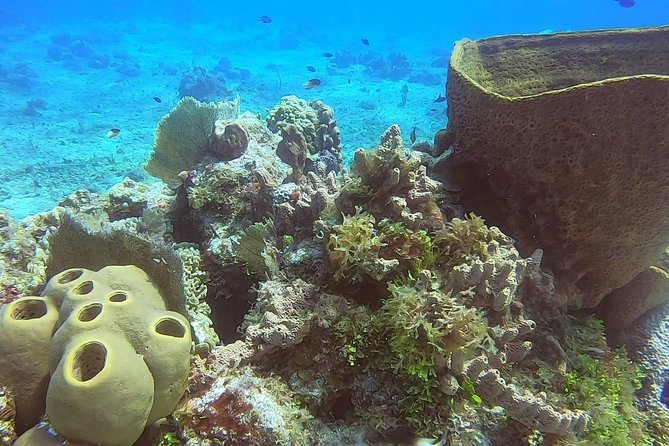 1 Tank Guided Shore Dive Including Equipment - Meeting Point and Easy End-Back Routine