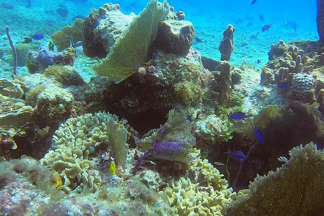 1 Tank Guided Shore Dive Including Equipment - Price Versus Value: Is $70 a Good Deal?