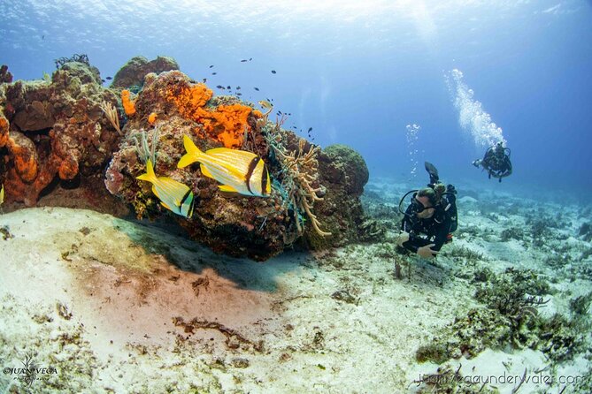 2 Tank Cozumel Reef Boat Dives - Key things to know before you book