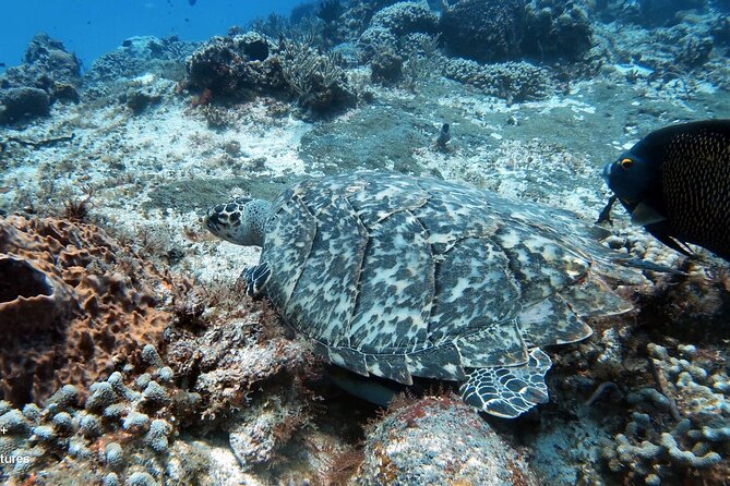 2 Tank Cozumel Reef Boat Dives - Two-tank reef time with a small-group feel