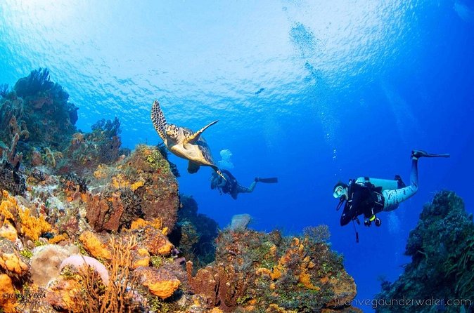 2 Tank Cozumel Reef Boat Dives - What “small group” support looks like in practice