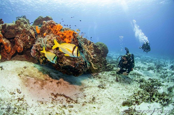 2 Tank Cozumel Reef Boat Dives - Afternoon and twilight/night options in the same system