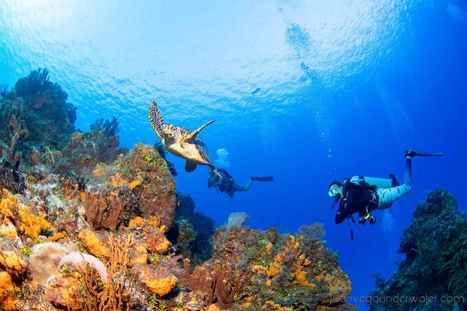 2 Tank Cozumel Reef Boat Dives - Price check: is $179.21 worth it?