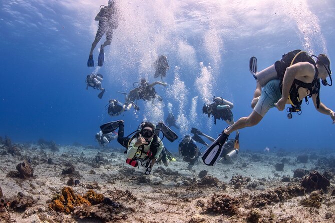 2 Tanks dives for Certified Divers in Cozumel - Key highlights you’ll feel from the start