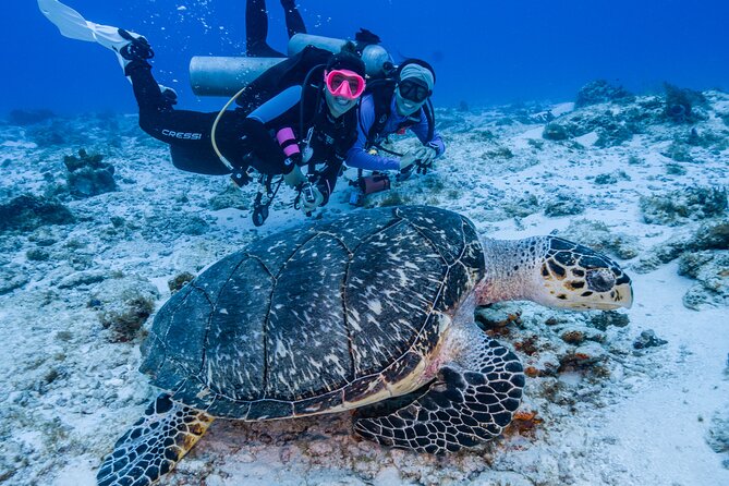 2 Tanks dives for Certified Divers in Cozumel - Where you meet in Cozumel and how the morning runs