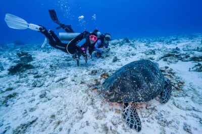 2 Tanks dives for Certified Divers in Cozumel - Palancar Reef as your first reef site