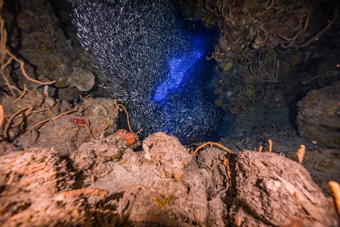 2 Tanks dives for Certified Divers in Cozumel - How the crew helps you actually see the reef