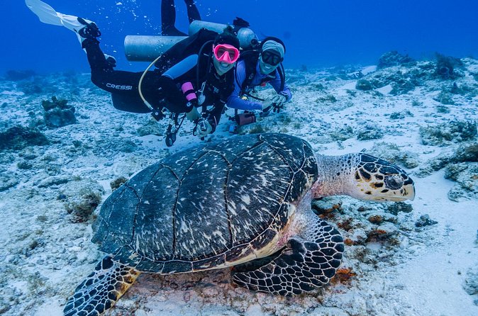 2 Tanks dives for Certified Divers in Cozumel - Skills and comfort level: what certified divers should bring