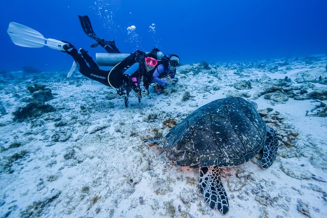 2 Tanks dives for Certified Divers in Cozumel - Palancar Reef as your first reef site