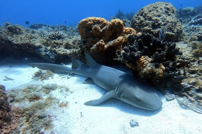 2 tanks for certified divers - Lunch Between Reefs: Why the Meal Matters More Than You Think