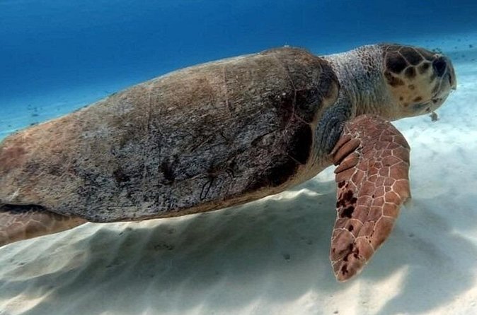 2 tanks for certified divers - Guide Support You Can Count On (Including Named Pros)