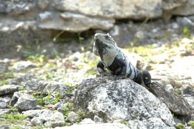 Amazing Jeep Tour Visit Punta Sur Park and San Gervasio Ruins - Punta Sur Eco Beach Park: Crocodile Lagoon, Birds, and the Lighthouse