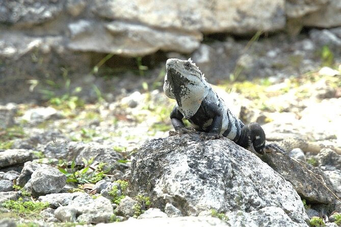 Amazing Jeep Tour Visit Punta Sur Park and San Gervasio Ruins - Punta Sur Eco Beach Park: Crocodile Lagoon, Birds, and the Lighthouse