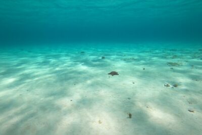 Bavarian Fiesta Snorkel Activity in Glass Bottom Boat at San Miguel de Cozumel - Glass-bottom boat expectations: what to know before you go