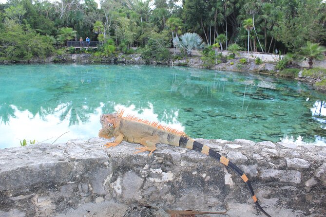 Chankanaab Park Admission +Snorkeling + Lunch included - Price and value: where it wins, where you should manage expectations