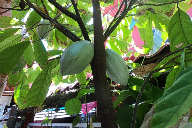 Chocolate Tasting & mayan Presentation - Who should book this tour (and who might not love it)