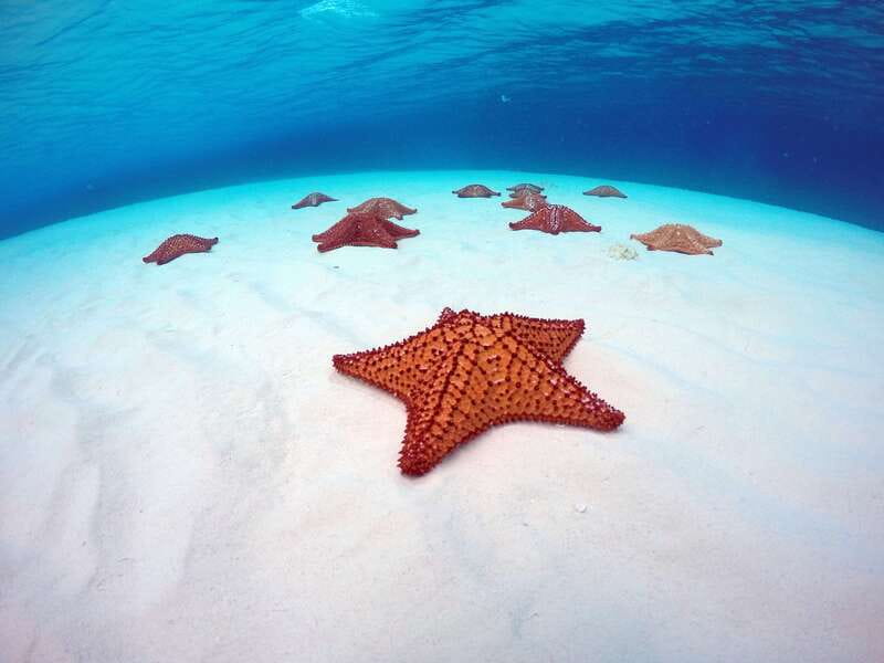 Cozumel: Catamaran, El Cielo Bay & Palancar Reef with Lunch - Key highlights to know before you go