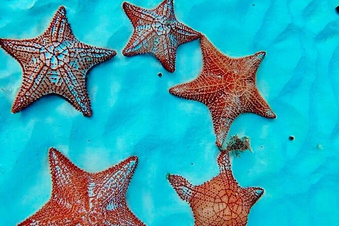 Cozumel Catamaran Fun: Snorkeling, Open Bar & Water Park - El Cielo Sandbar: Starfish in Shallow Water (But Plan for Variability)