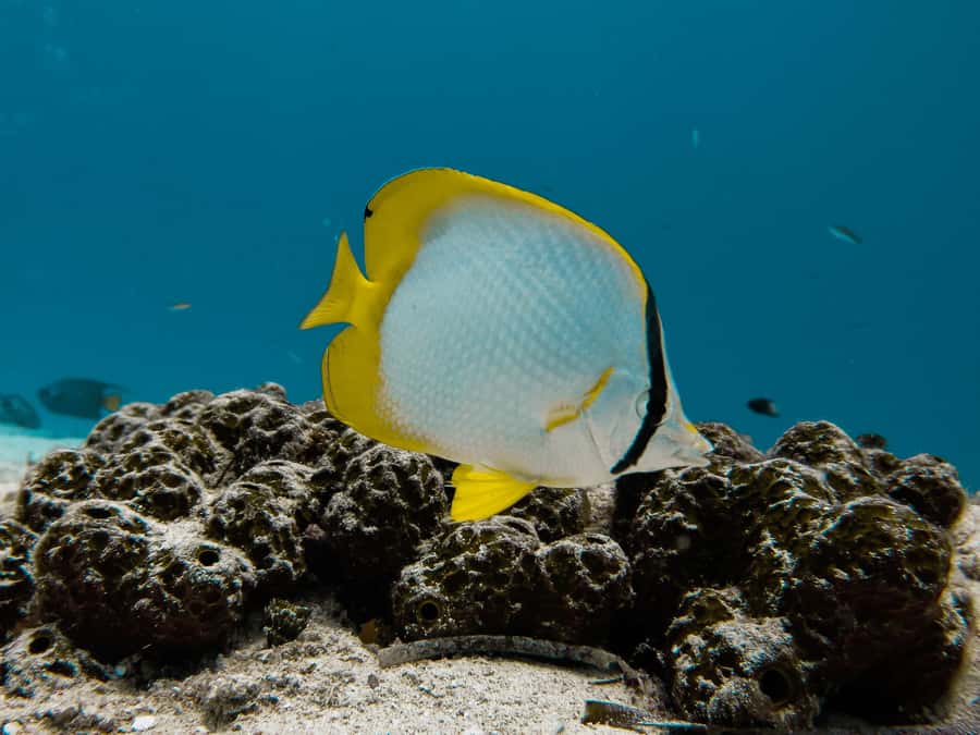 Cozumel: Chankanaab Park Admission+ Snorkel+ Welcome drink - Botanical gardens and Mayan replicas: a good break from saltwater