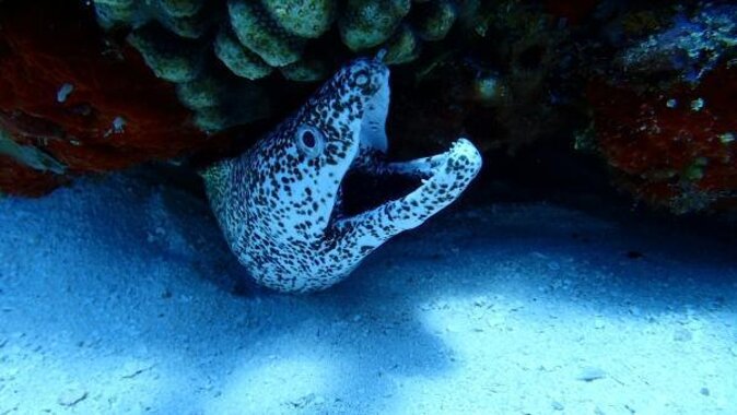 Cozumel Coral Reef Snorkeling by Glass Bottom Boat with Guide - Key Takeaways Before You Go