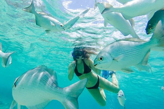 Cozumel: Day in Punta Sur Eco Park and Del Cielo Beach with Snorkeling - Getting in smoothly: digital tickets, ticket office check-in, and possible bracelet fees