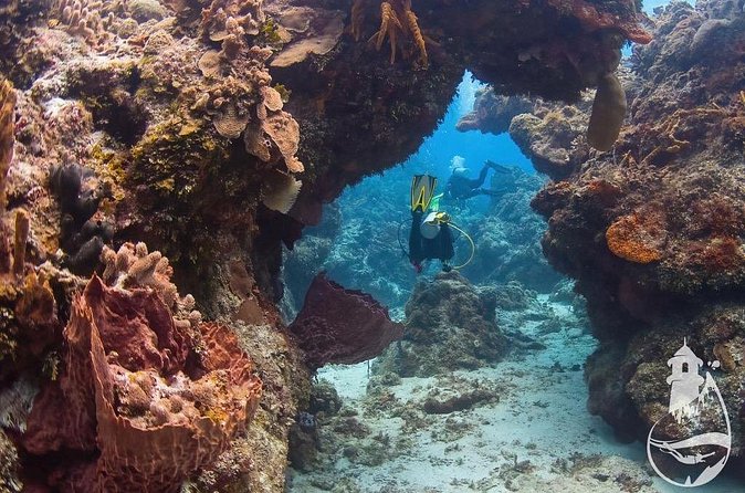 Cozumel: Discover Scuba Diving - Marine life moments: what you can realistically hope for