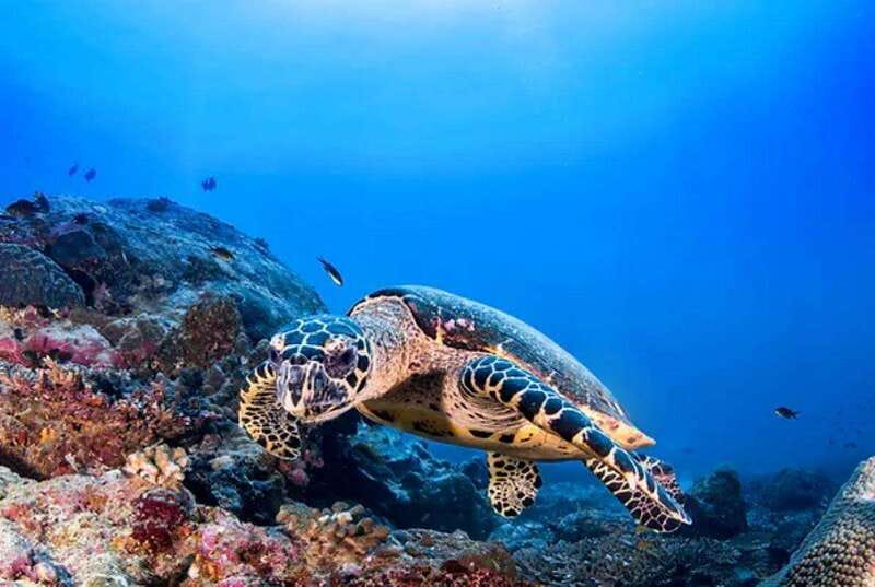 Cozumel: Discover Scuba Diving for Non-Certified Divers - What to Bring (and the Sunscreen Rule You Need to Know)