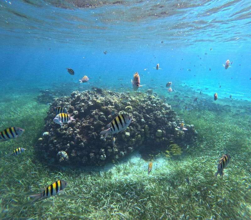 Cozumel, El Cielo: 4-Hour Private Tour - Price and Value: What $641 Gets You (Up to 6 People)