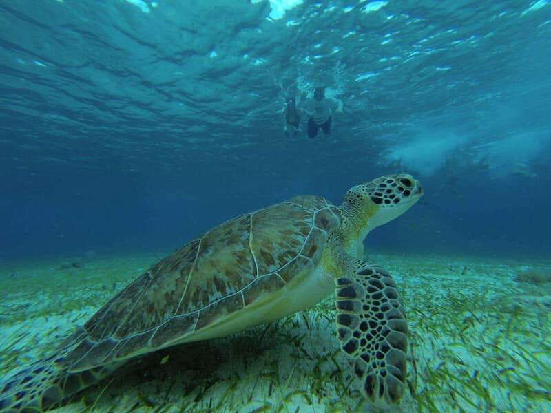 Cozumel, El Cielo: 4-Hour Private Tour - The Guide Factor: When the Vibe Makes or Breaks It