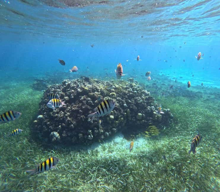 Cozumel, El Cielo: 4-Hour Shared Snorkeling Tour - Palancar and El Cielo: what makes this combo worth $67