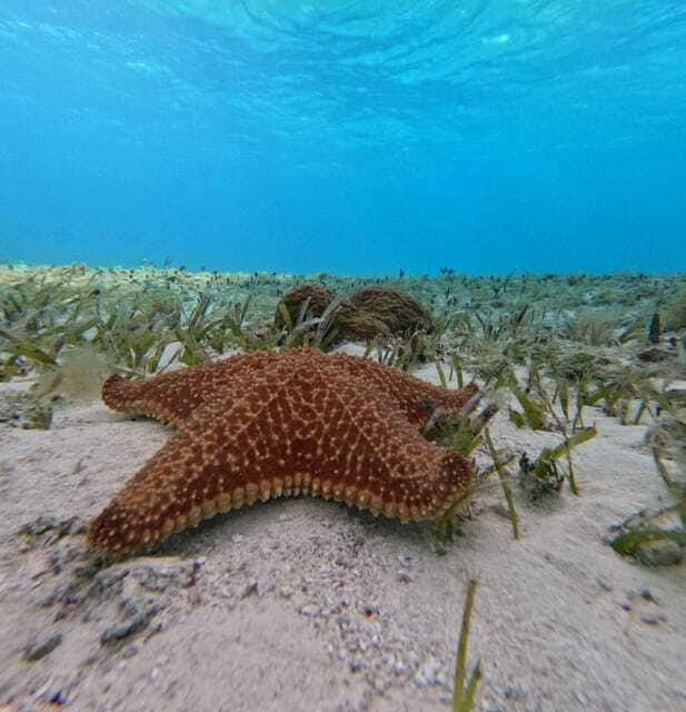 Cozumel, El Cielo: 4-Hour Shared Snorkeling Tour - El Cielito time: calm water, white sand, and snack mode