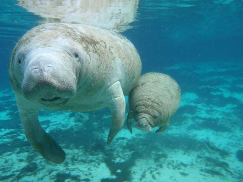 Cozumel: Manatee Encounter, Chankanaab Admission and Buffet - The Buffet and Drinks: A Useful Reset Between Water Time and Park Time