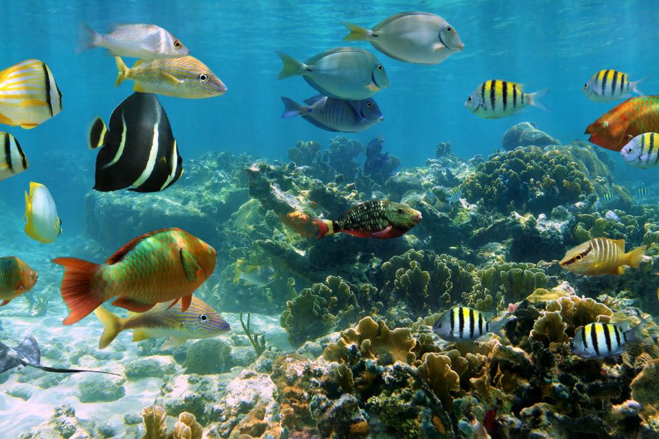 Cozumel: One Tank Scuba Dive and Full Chankanaab Park Access - Who should book this and who should skip it