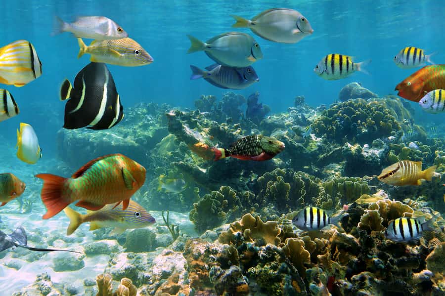 Cozumel: Palancar, Columbia and Cielo Reefs Snorkeling Tour - Where you start matters: Marina Cozumel ASIPONA and a quick shot to the reefs