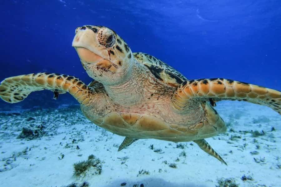 Cozumel: Palancar, Columbia and Cielo Reefs Snorkeling Tour - Scheduling reality on Cozumel: why the day can shift