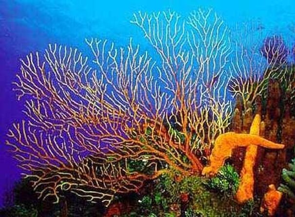 Cozumel Private 4-hour Boat Tour to El Cielo with Snorkeling - Quick hits before you go