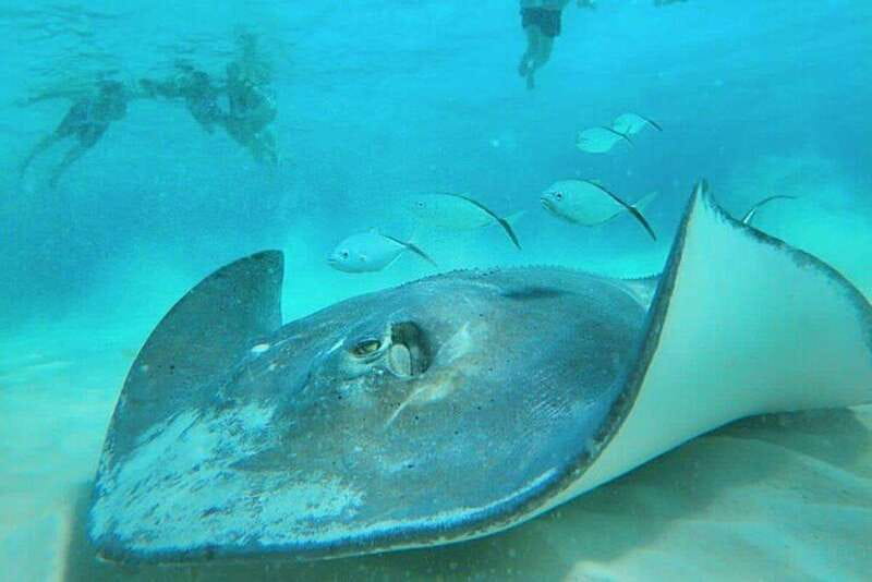 Cozumel: Private Snorkel Tour El Cielo + 3 Reefs Food Drinks - Where You Start: San Francisco Beach Club Meets Cruise-Port Reality