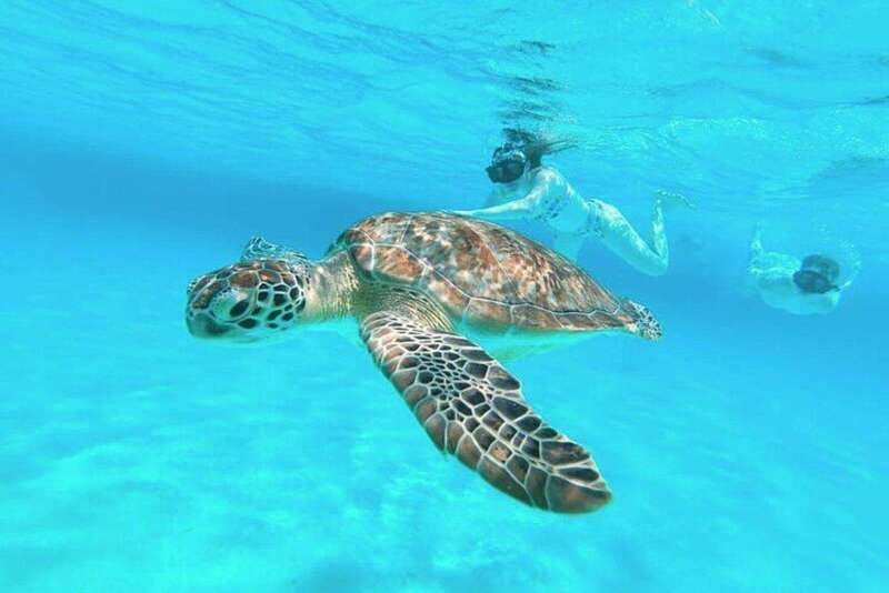 Cozumel: Private Snorkel Tour El Cielo + 3 Reefs Food Drinks - Stop 1: Palancar Reef for Coral and Classic Cozumel Snorkeling