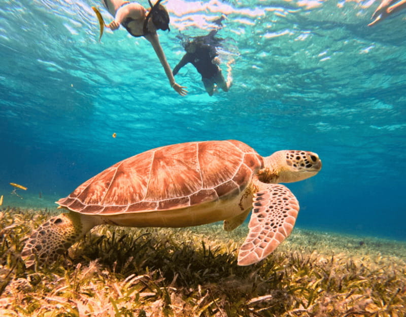 Cozumel: Private Snorkel Tour El Cielo + 3 Reefs Food Drinks - Stop 4: El Cielito Natural Pool for Manta Rays Without the Hassle