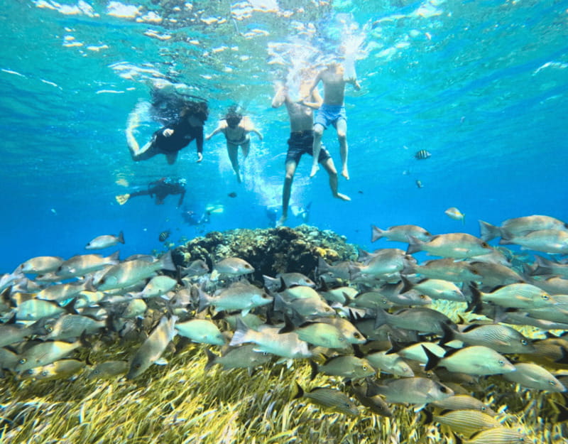 Cozumel: Private Snorkel Tour El Cielo + 3 Reefs Food Drinks - Equipment and Guide Support: The Stuff You’ll Actually Feel