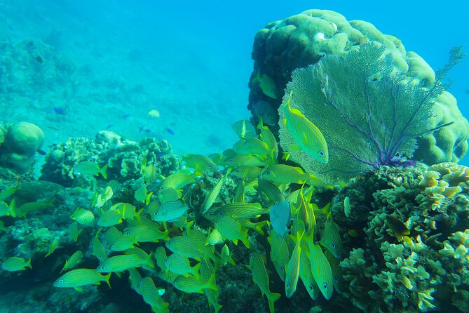 Cozumel Reef Snorkeling Tour - Stops 2 and 3: Palancar Reef and Columbia Reef for Coral Variety