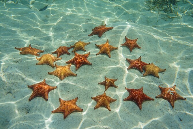 Cozumel Reef Snorkeling Tour - Stop 4: Chankanaab Reef and the Beach-Club Flavor