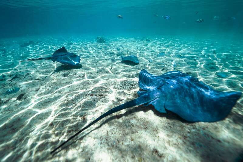 Cozumel: Snorkel and Swim with Stingrays - The 15-minute safety briefing that makes the whole thing calmer