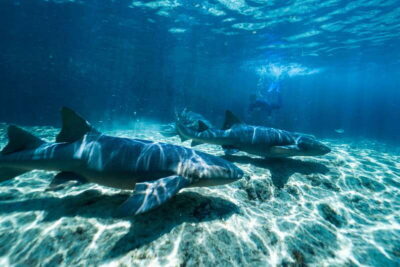 Cozumel: Snorkel and Swim with Stingrays - Price and value: what $58 really buys you