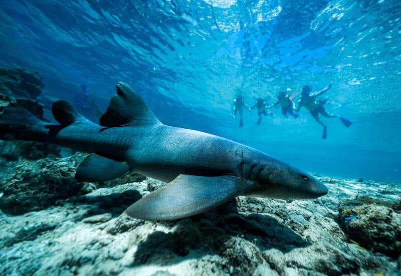 Cozumel: Snorkel and Swim with Stingrays - Beach club time and animal sightings that make it feel like a full stop
