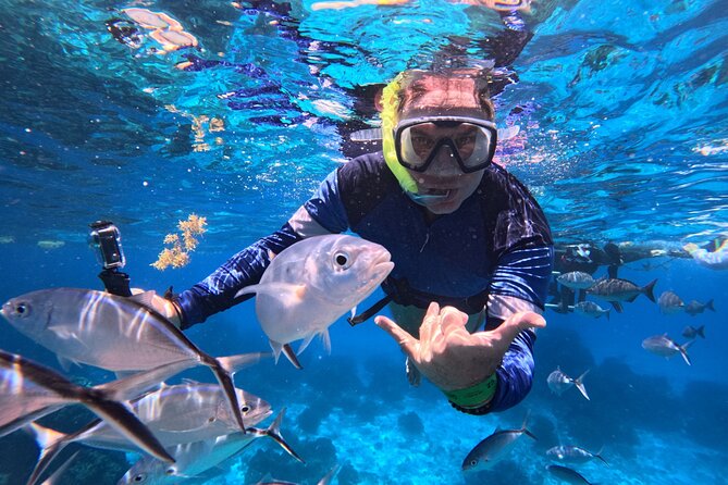 Cozumel Snorkeling Reef Experience with Ceviche and Beers - Key highlights you’ll care about