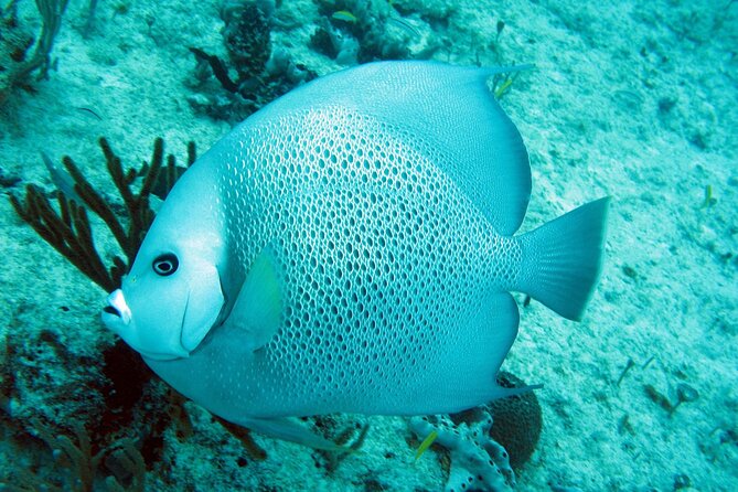 Cozumel Snorkeling Reef Experience with Ceviche and Beers - Columbia Reef: your first taste of Cozumel marine life